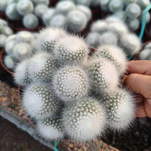 漳州龙海新鲜直发 优质仙人球 盆栽观赏植物 多肉绿植批发零售