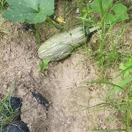 400亩蜜本南瓜，持续供货，量大价优