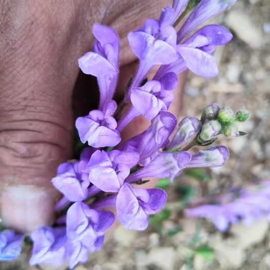 滇黄芩 小黄芩云南小黄芩鲜货