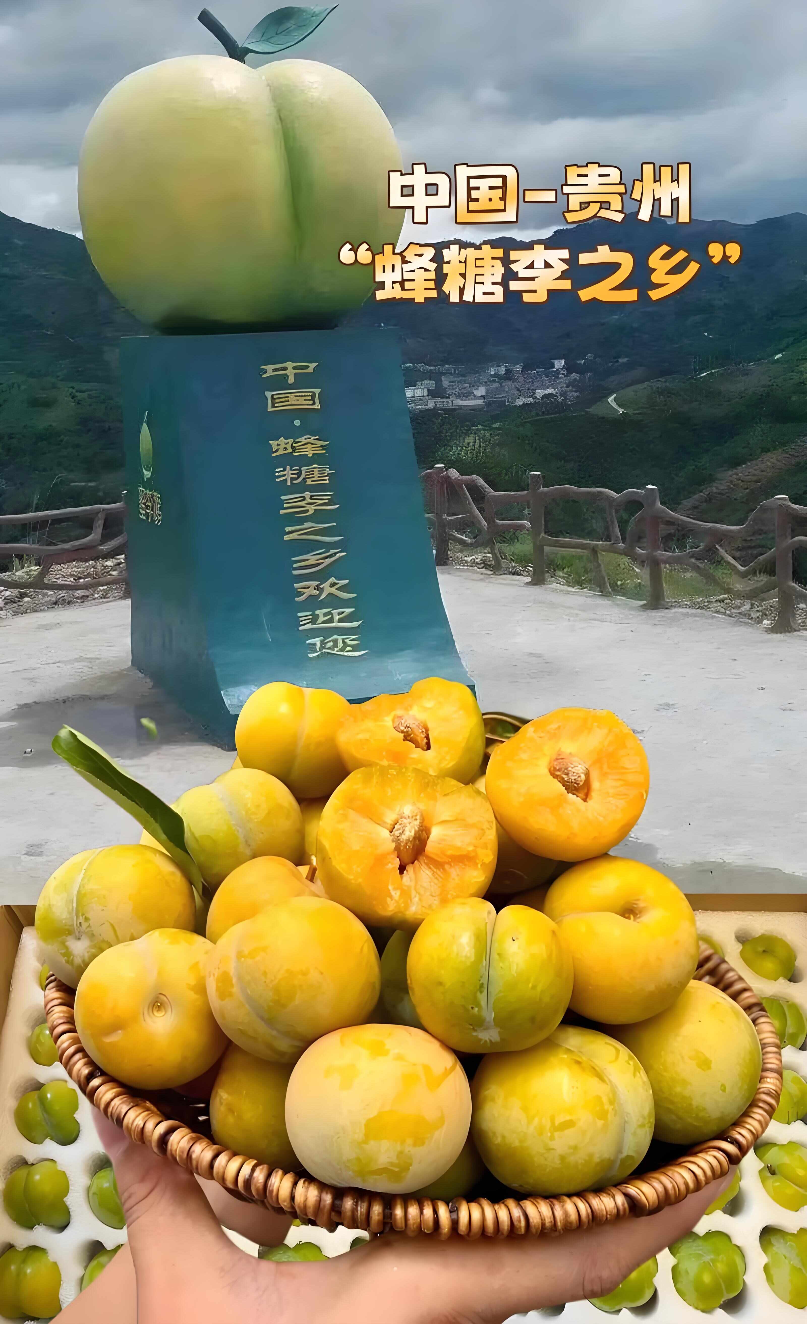 贵州贞丰蜂糖李 “脆嫩爆汁”、“蜂蜜味浓郁”