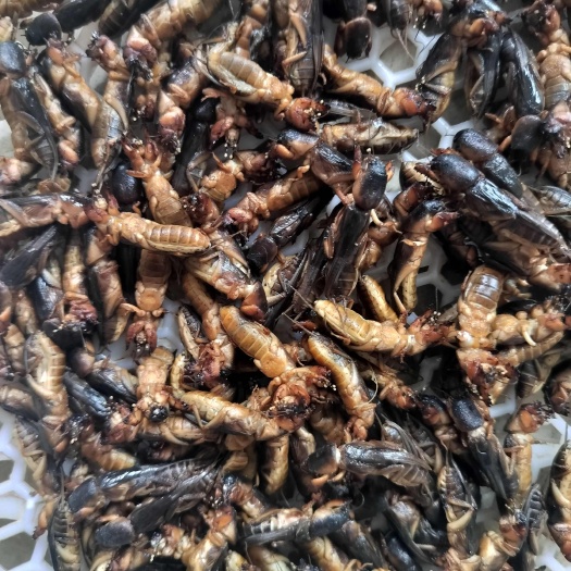 双辽市速冻蝼蛄蝲蝲蛄