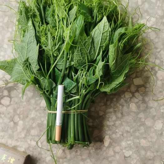 普定县贵州安顺龙须菜