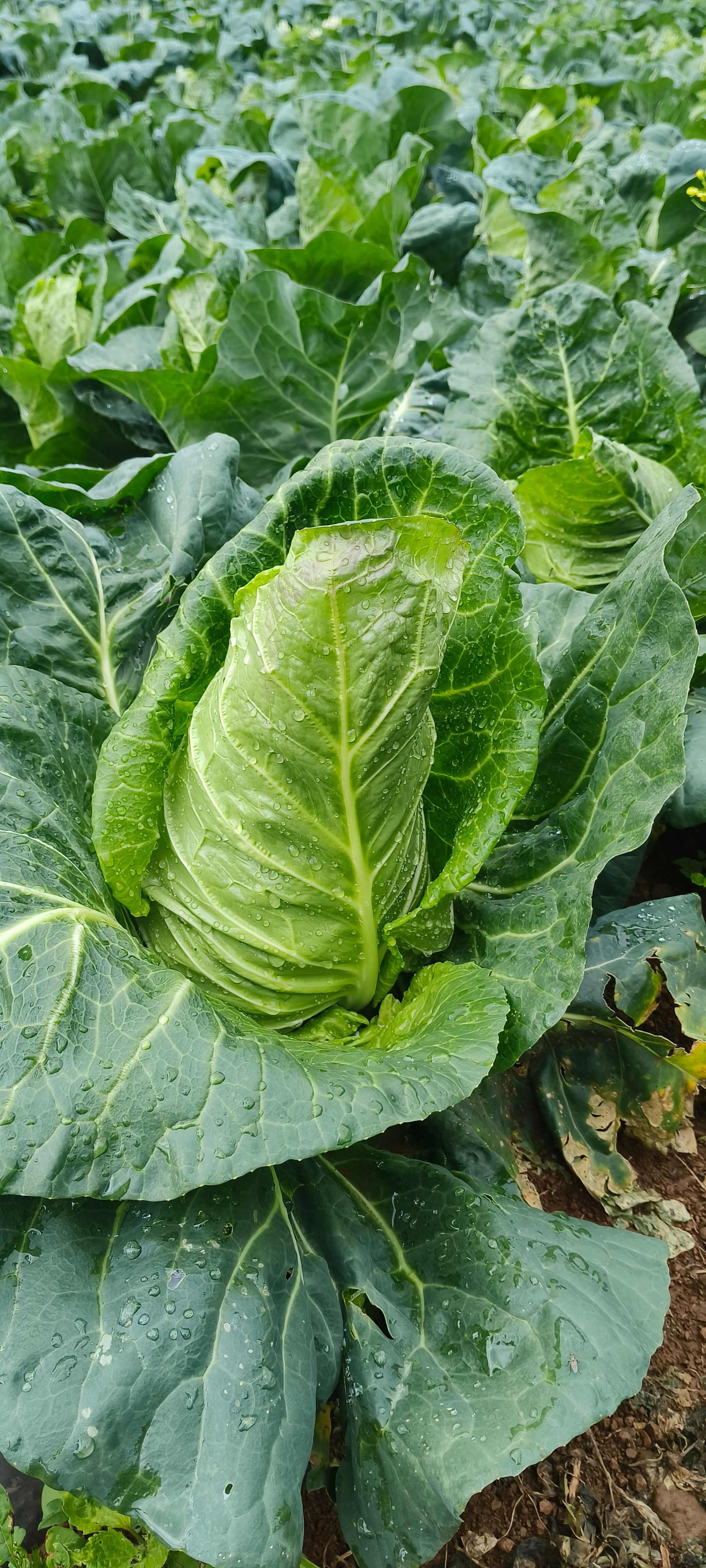 云南昭通新鲜牛心甘蓝 包菜批发 产地直发 当日采摘