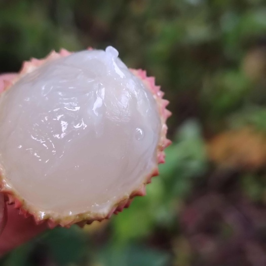 惠州广东惠州惠阳桂味荔枝新鲜采摘预售现货