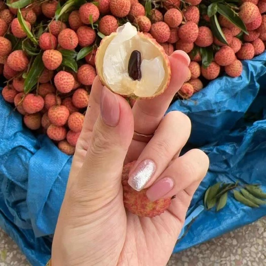 阳春市正宗桂味荔枝