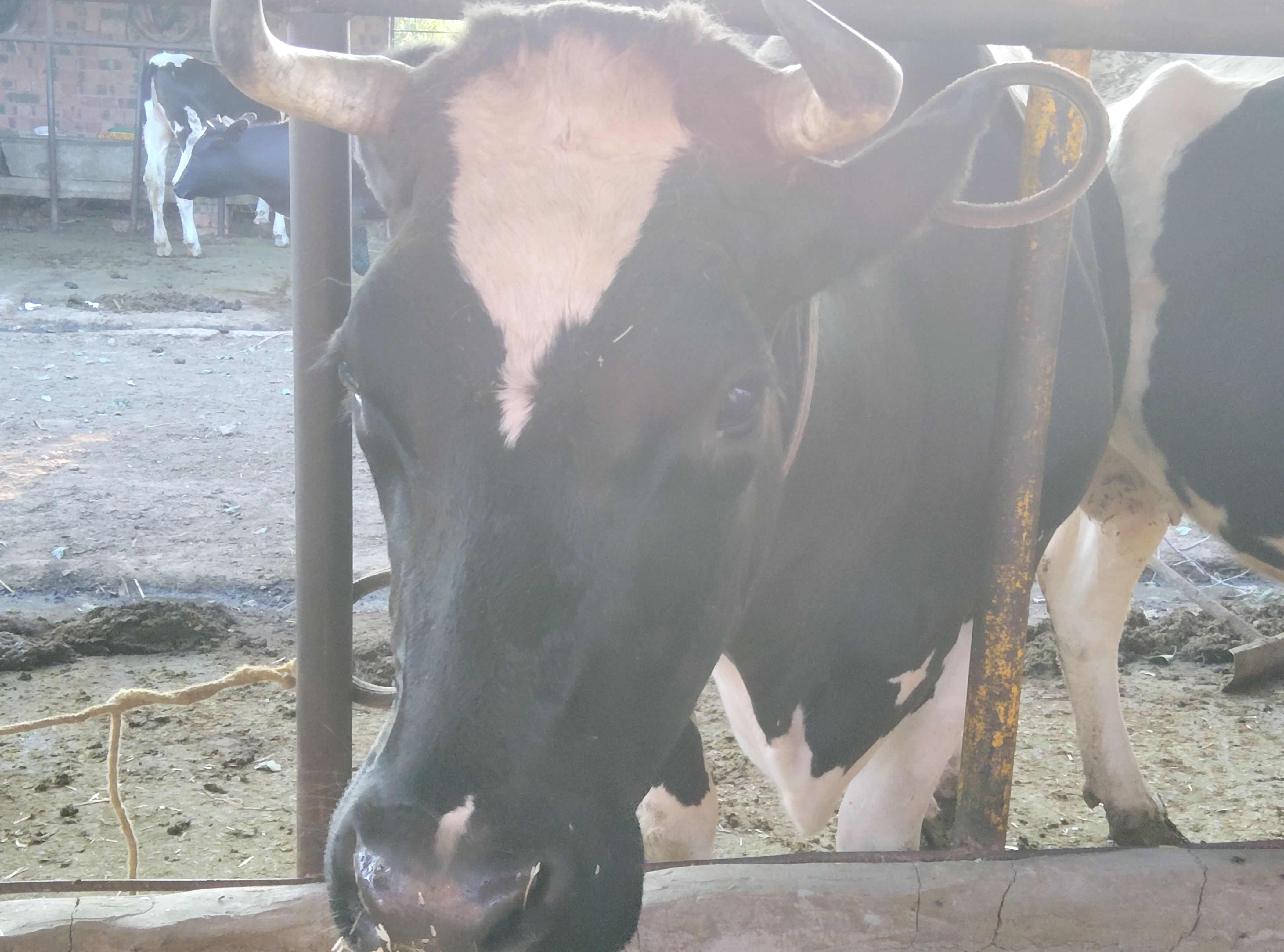 大母牛，大月份大母牛，线下商量价格好就卖。