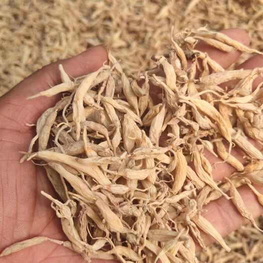 贵州铜仁碧江麦冬根茎中药材产地直发品质优选