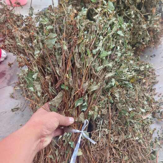 铜仁贵州铜仁碧江区优质药用鱼腥草新鲜采摘中药材全草类干货批发零售