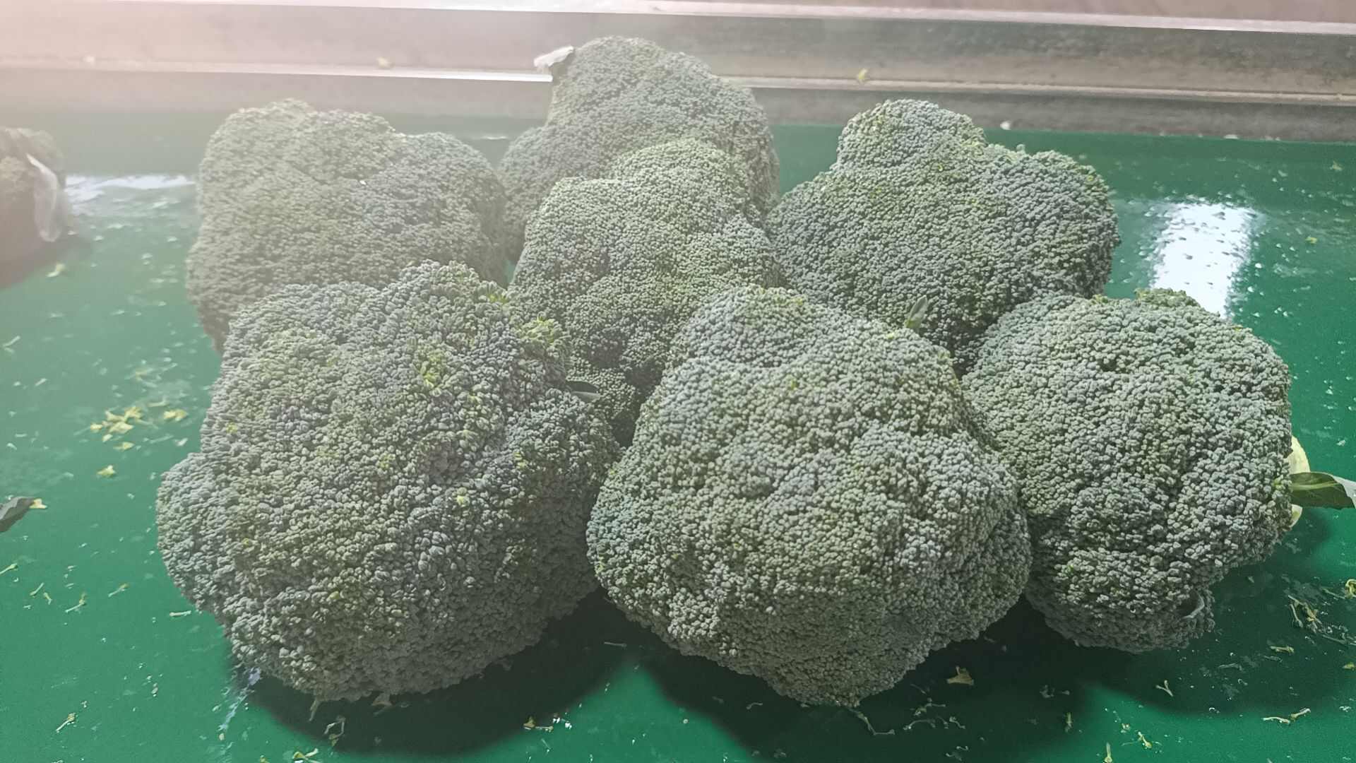 寿光市寿光精品西兰花 产地直发  大量供应商超 学校 食堂  出口