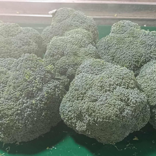 寿光精品西兰花 产地直发  大量供应商超 学校 食堂  出口