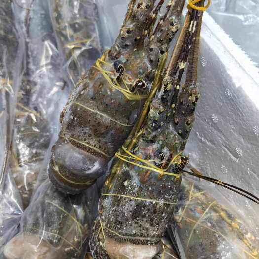 重庆市越南小青龙