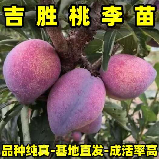 营口吉胜桃李苗（富农1号李子苗）耐寒李子苗 品种纯真  现起现发