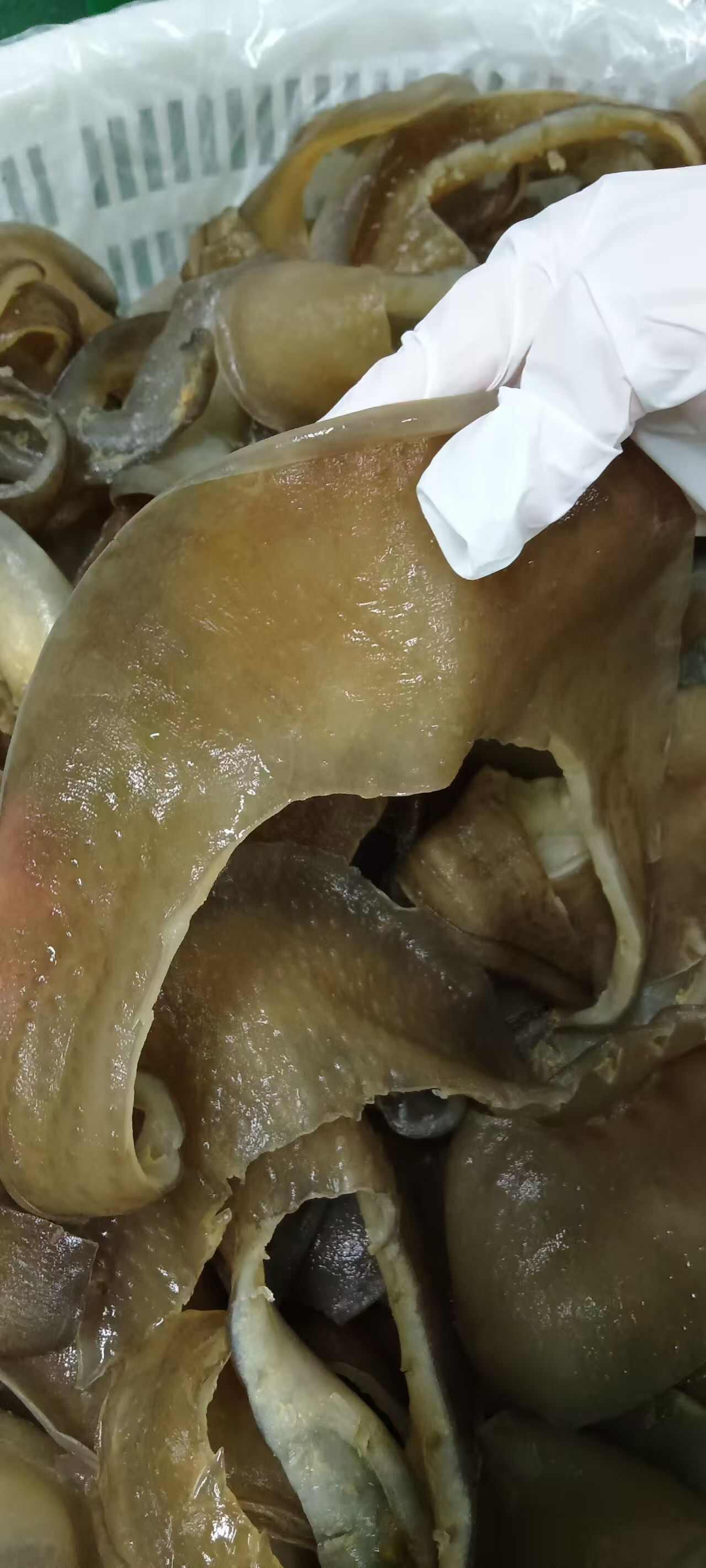 甲鱼裙边