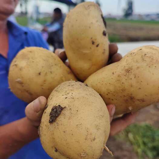 新野县黄心土豆河南新鲜蔬菜