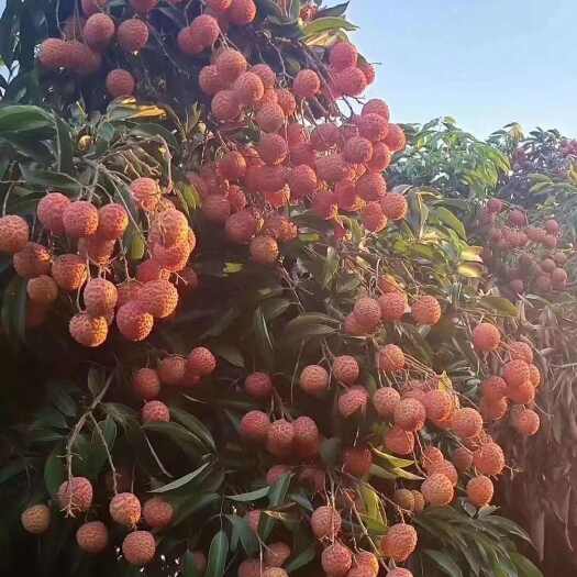 灵山县桂味荔枝
