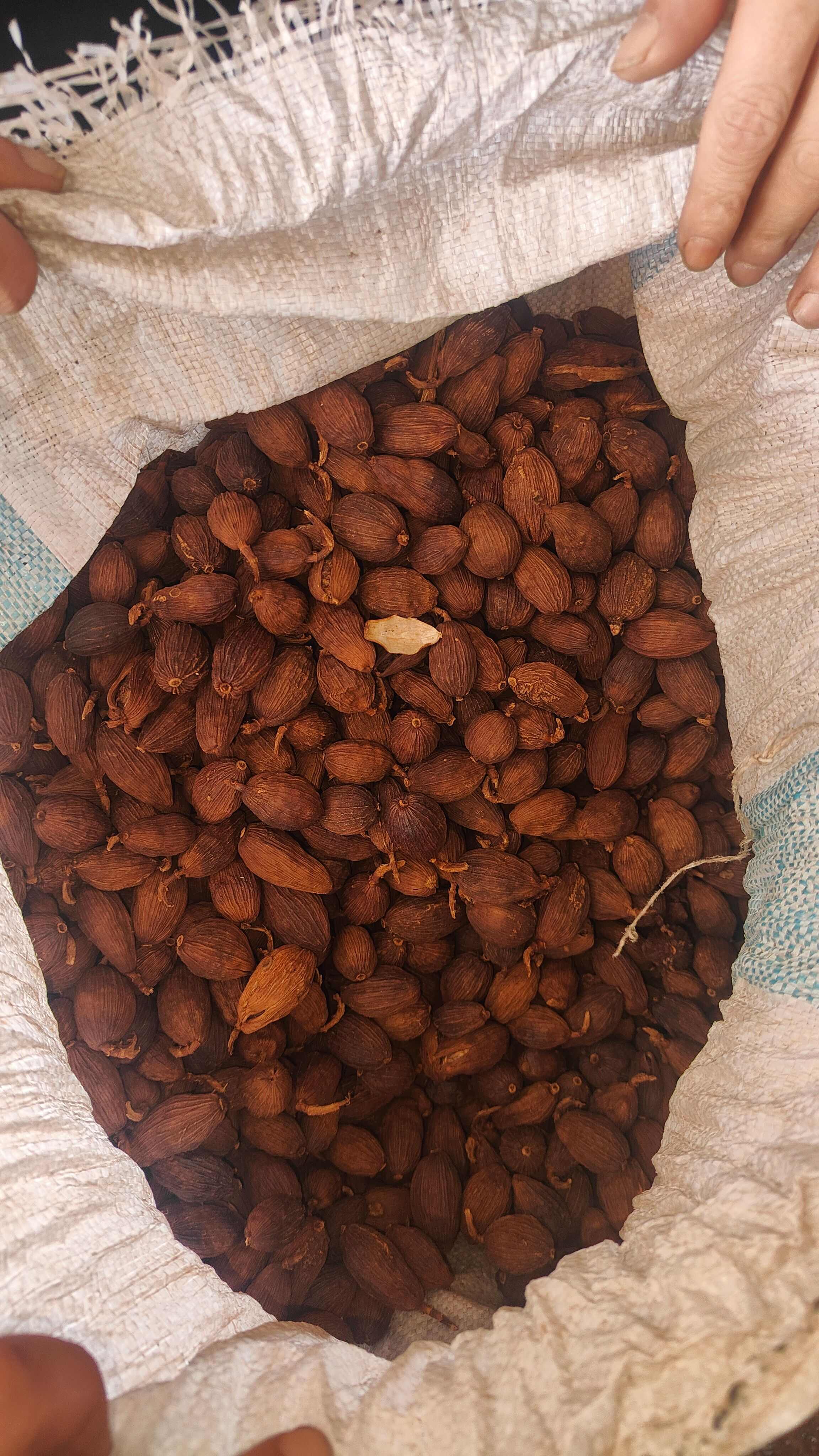 草果通货云南小叶果