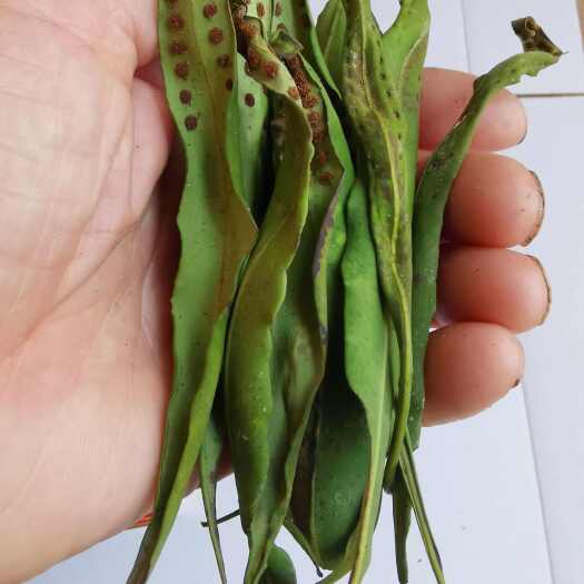 汉中小叶化石草