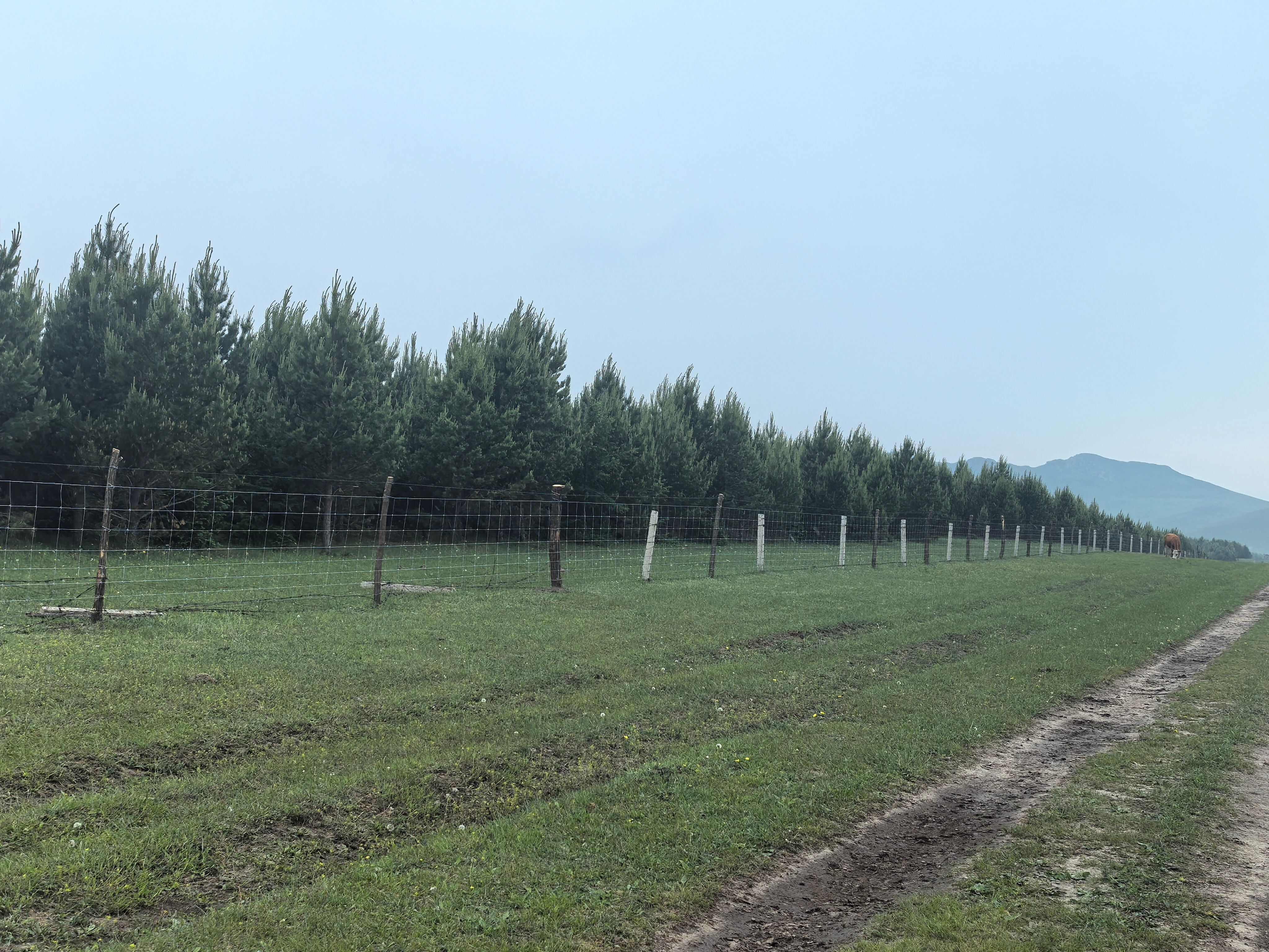 4-5米樟子松，2010年种植。