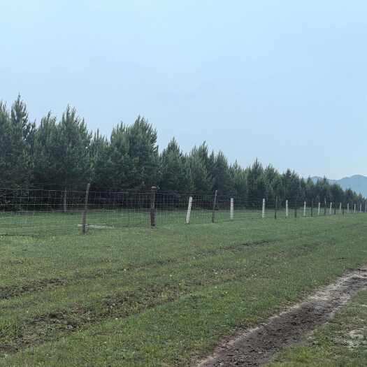 4-5米樟子松，2010年种植。