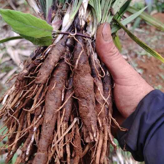 永德县仙茅种苗现挖现发