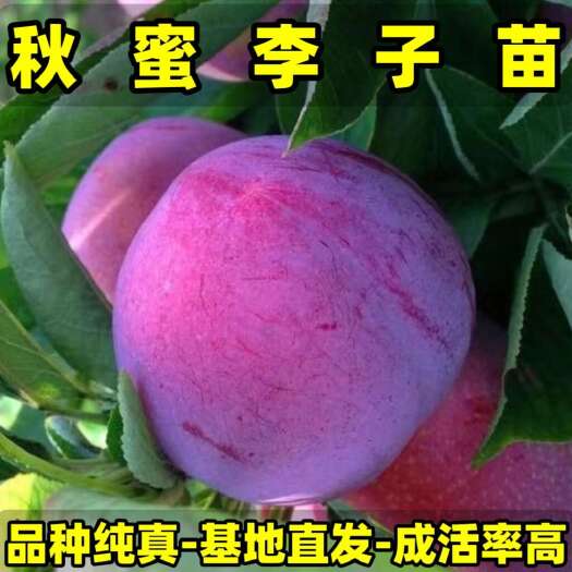 正品秋蜜李子苗 品种纯真 基地直发 成活率高 提供种植技术