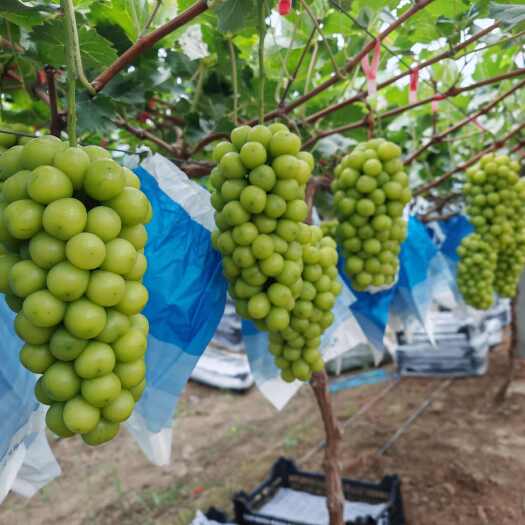 夏邑县精品阳光玫瑰河南产区 7月初大量上市 欢迎预订