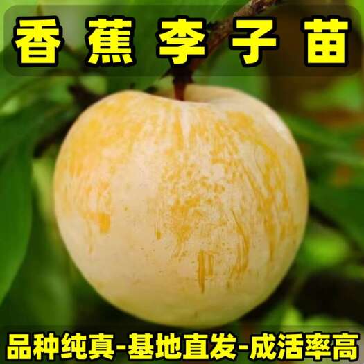 营口香蕉李子苗 品种纯真 基地直发成活率高 死苗补发 耐寒李子苗