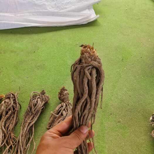 甘洛县干货手搓个子当归，入口微甜口感鲜美！支持全国快递发货