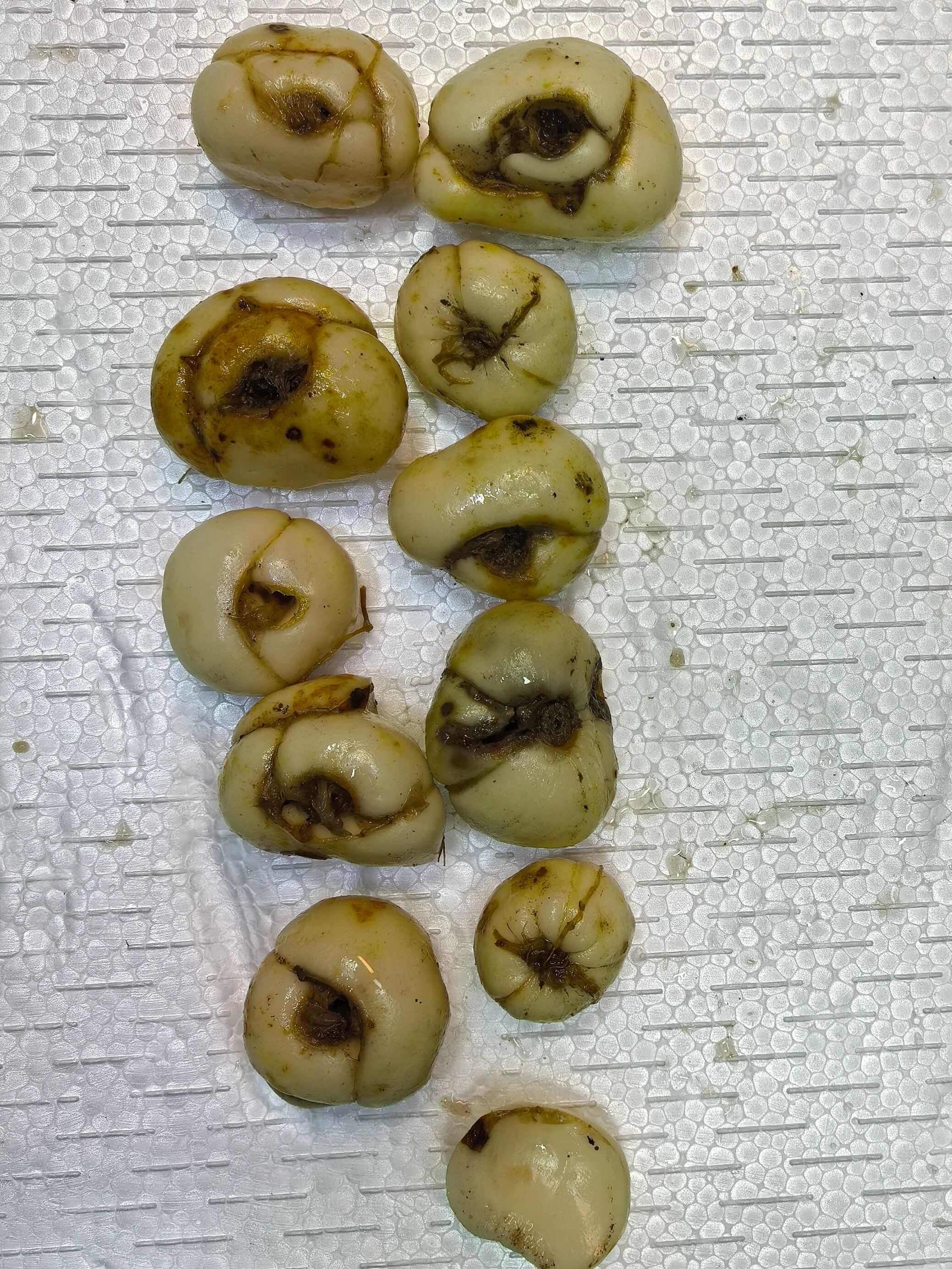 湖北恩施利川贝母中药材根茎类品质优选源头供货