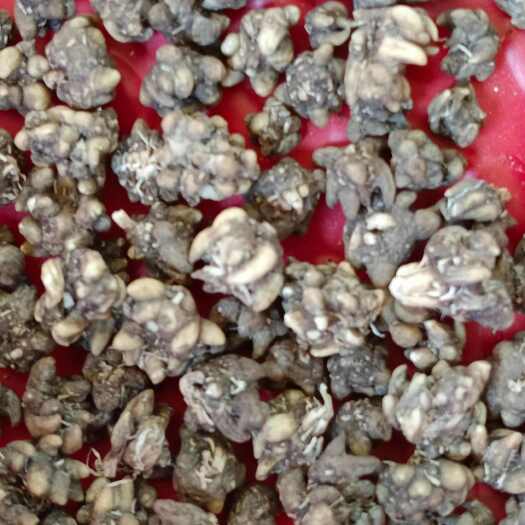 新蔡县家种猫爪草，形状都是尖爪子