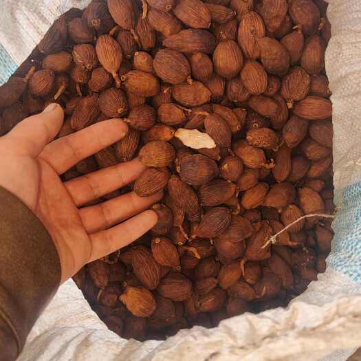 绿春县草果现货