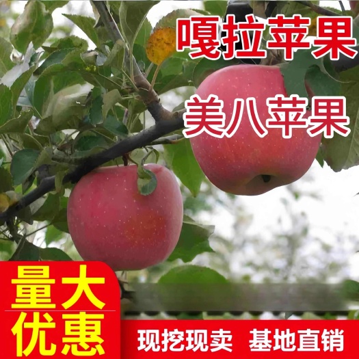 莒县山东苹果产地直销，美八苹果 嘠啦苹果 红星苹果上市，货源充足