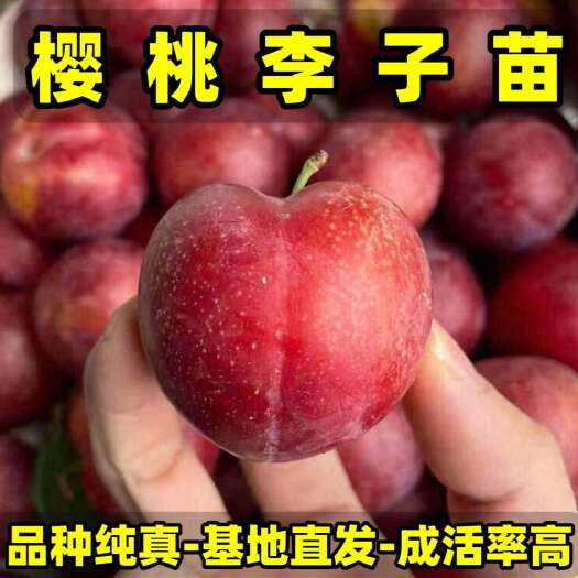 营口樱桃李子苗 品种纯真 基地现起现发货 根系发达 成活率高