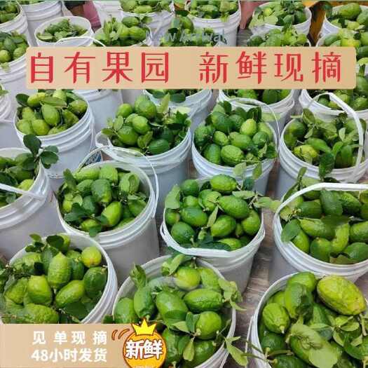 合浦县广西北海香水柠檬新鲜采摘现摘现发果园直供批发零售一件代发