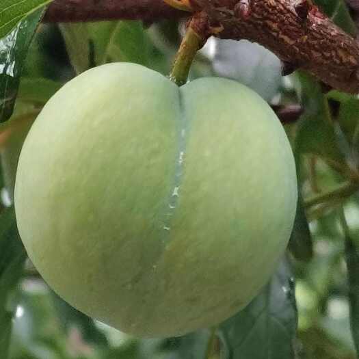 镇宁县正宗六马蜂糖李