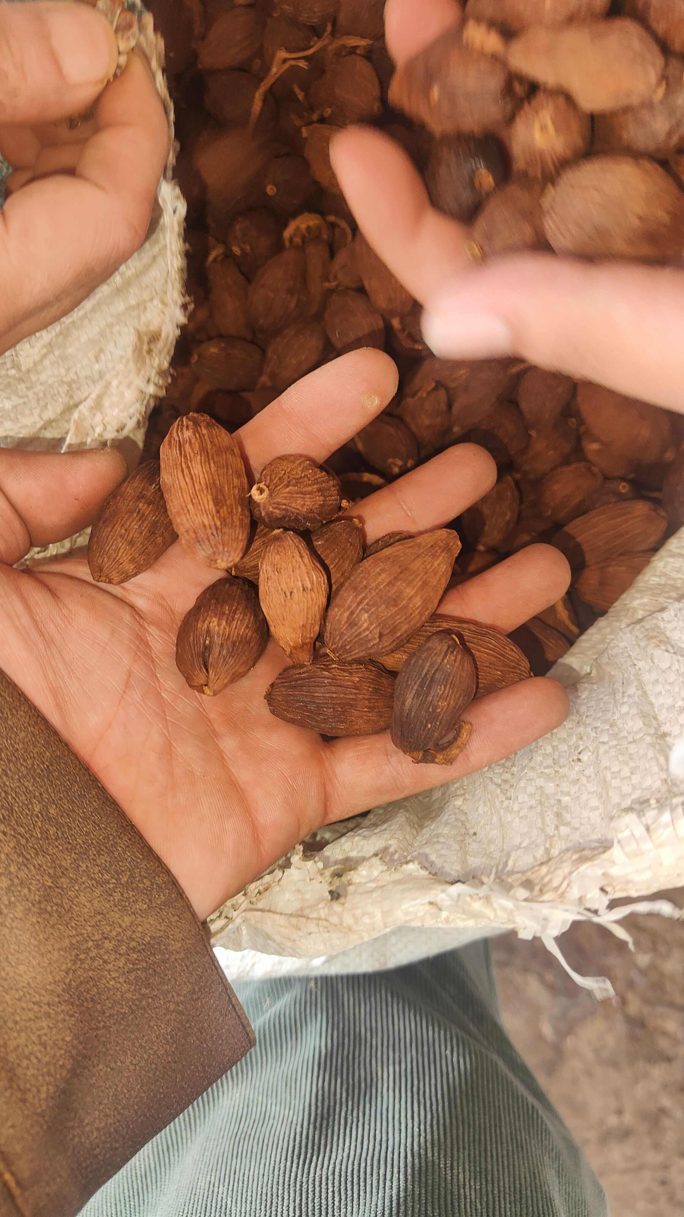 草果通货云南小叶果