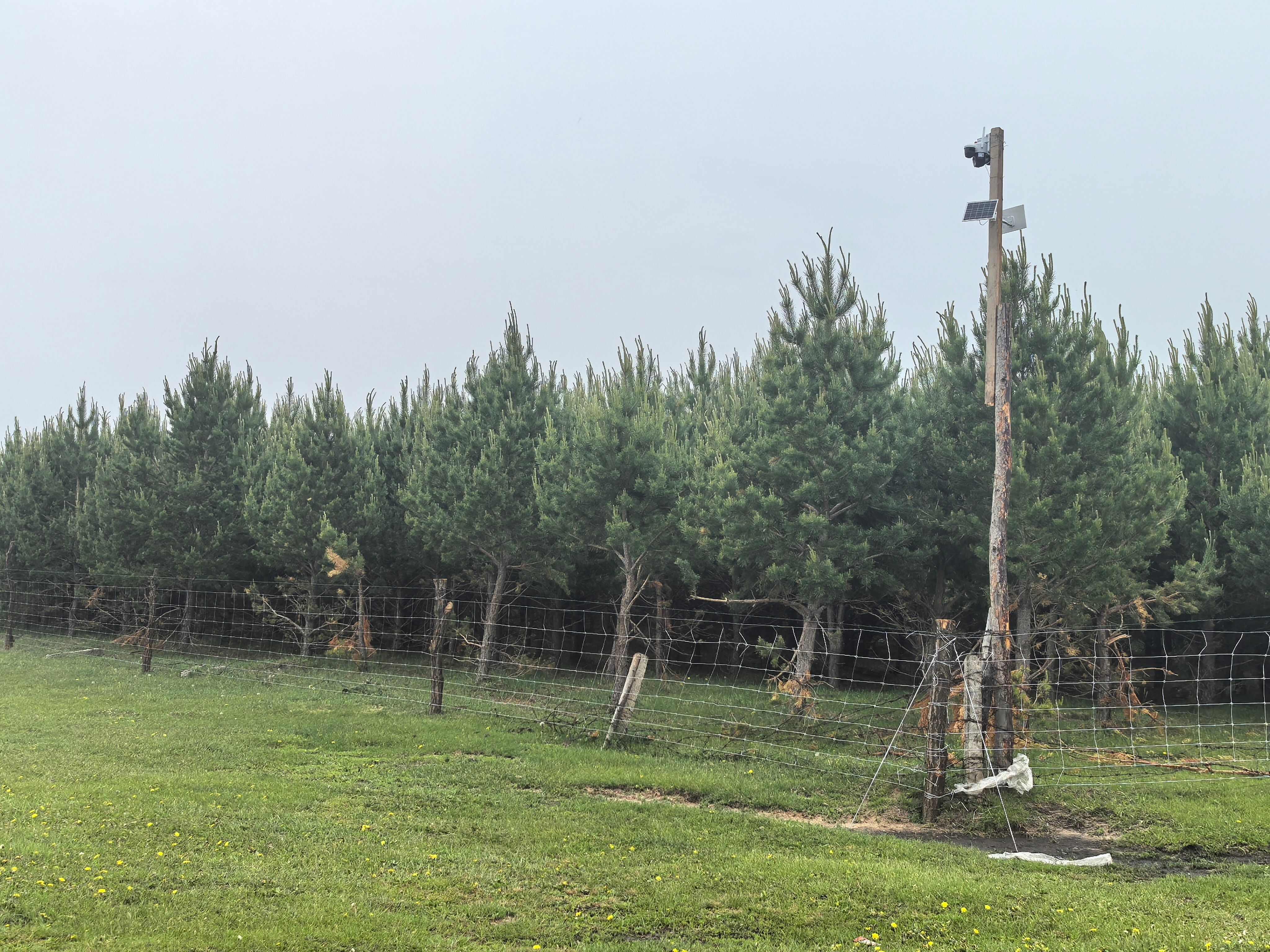 4-5米樟子松，2010年种植。