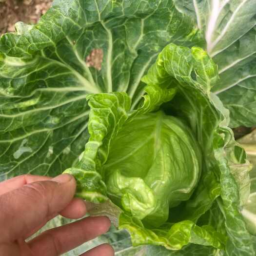 甘洛县四川凉山新鲜牛心甘蓝生态种植现摘现发！可视频看货，