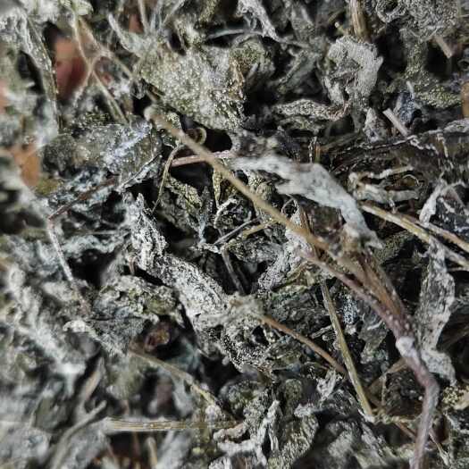成都野生溪黄草溪黄茶广西 方言叫莓茶甘甜 藤茶霉茶养生凉茶