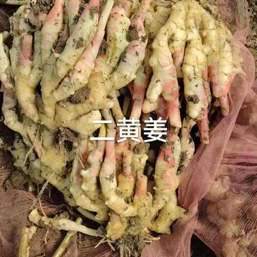 临泉县安徽子姜