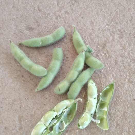 亳州皮薄籽粒饱满