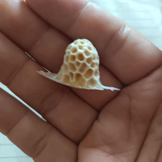 高州市中蜂蜂王，优质蜂王，蜂蜜，蜂巢蜜需要提前定货，欢迎到场提货。
