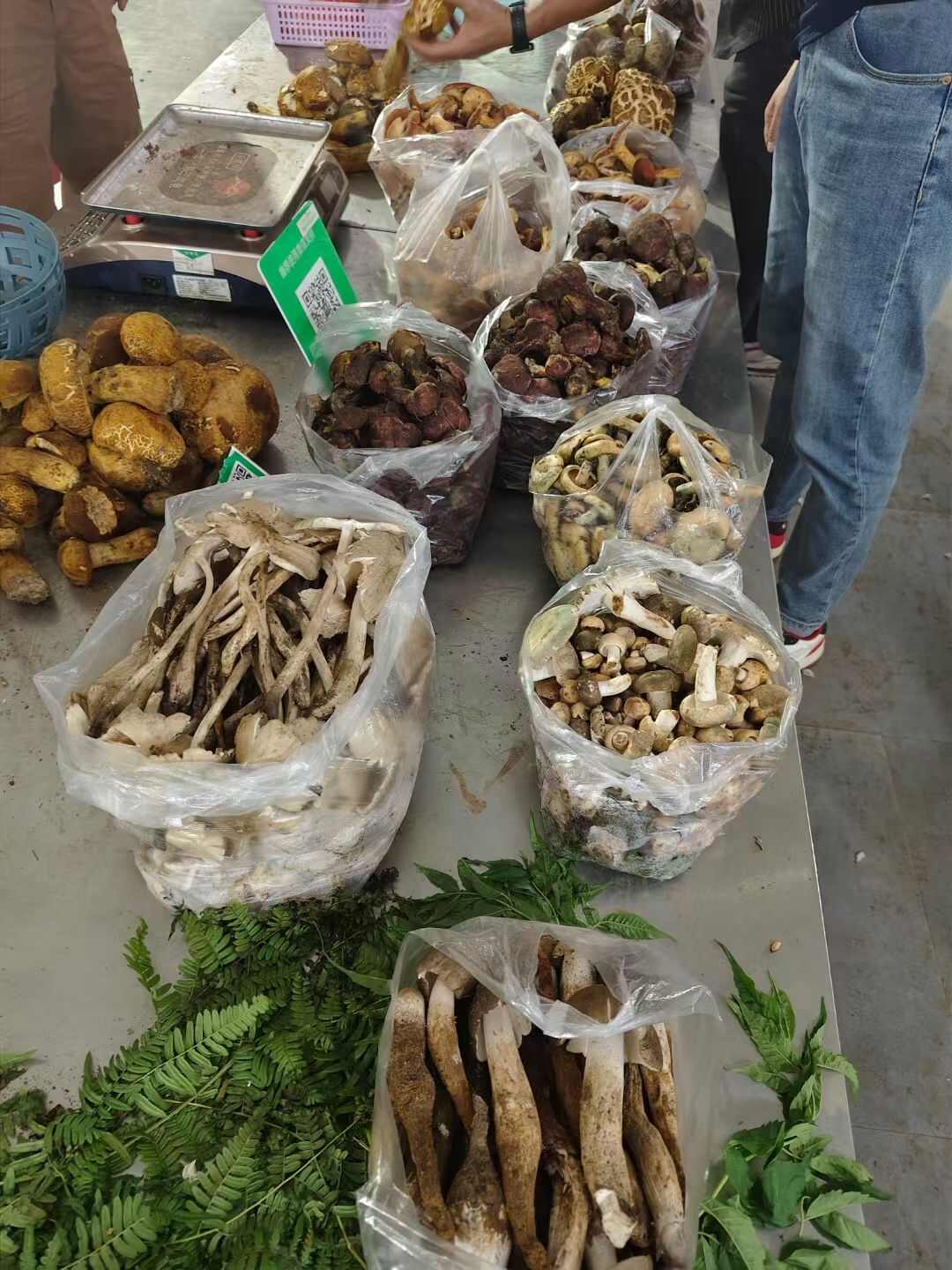 野生香菇