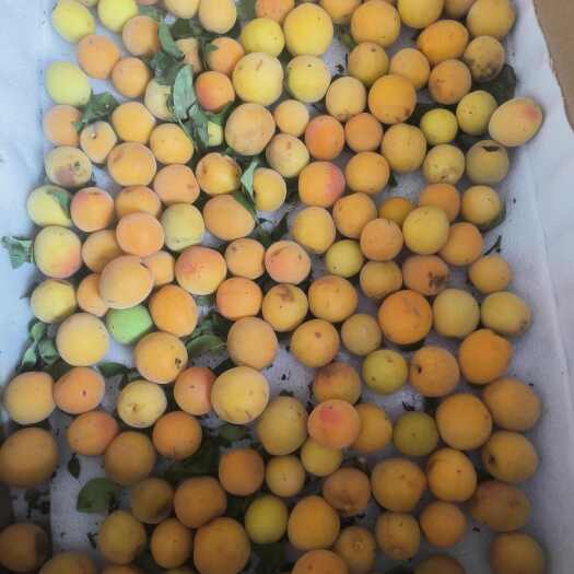 达州【达州道地药材乌梅】药食同源 无硫熏 古法炭焙