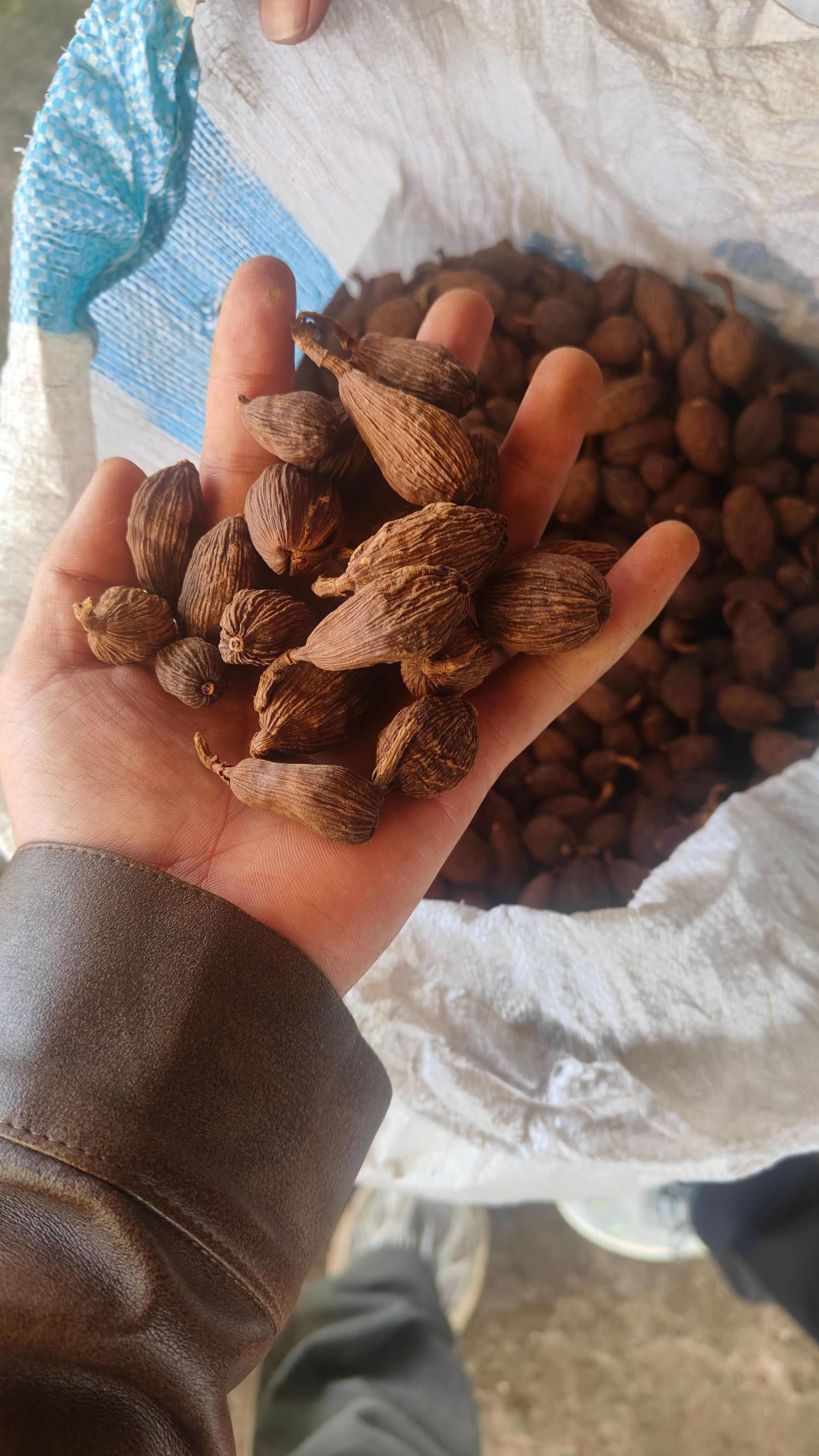 草果通货云南小叶果