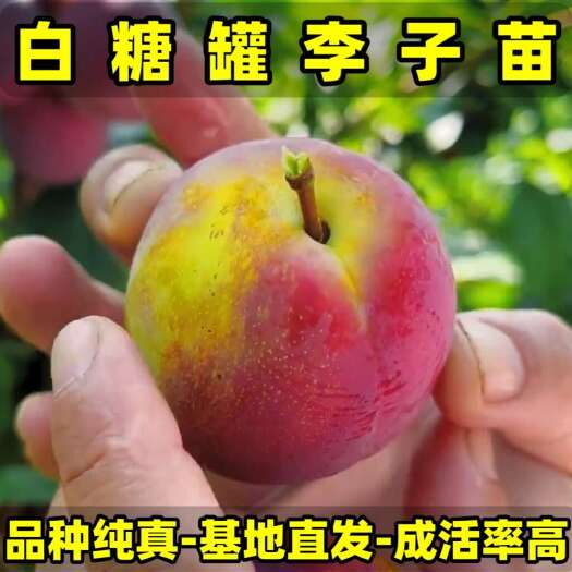 营口白糖罐李子苗 品种纯真 树苗基地现起现发 成活率高 提供技术