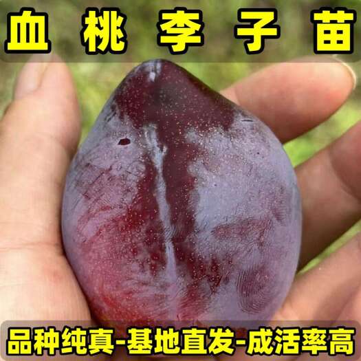 营口正品血桃李子苗 品种纯真 树苗基地现起现发 成活率高提供技术