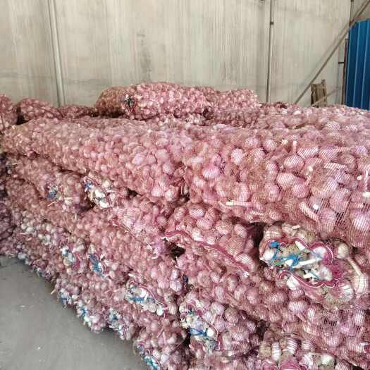商河县商河济南大青稞