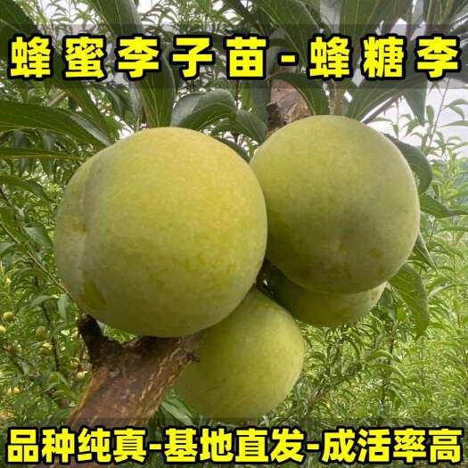 营口正品蜂蜜李子苗-蜂糖李 品种纯真 树苗基地现起现发 成活率高