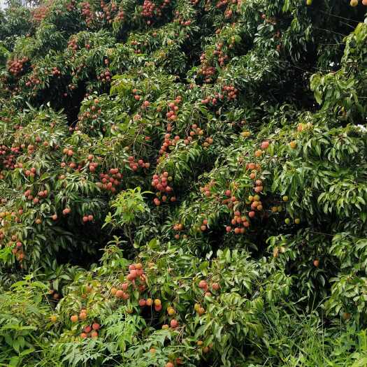 灵山县桂味，百年香茘